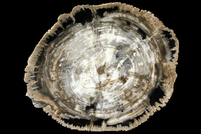 11.1" Petrified Wood Dish - Indonesia